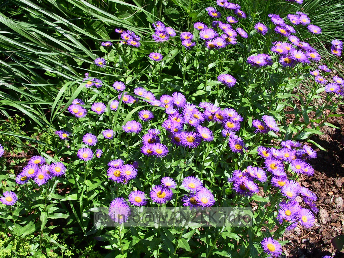 Erigeron Hybride Dunkelste Aller 02.jpg